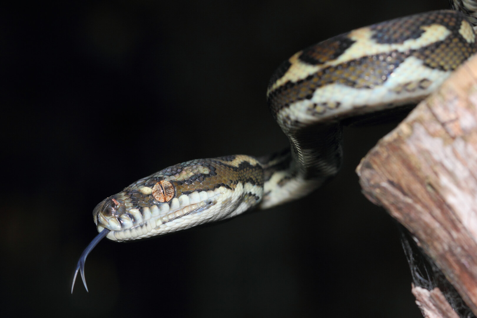 Brisbane python snake removal expert